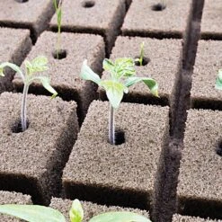 OASIS Grower Solutions Rootcubes, 104 Ct 9 OASIS Grower Solutions Rootcubes, 104 Ct -Amleos rc104 2