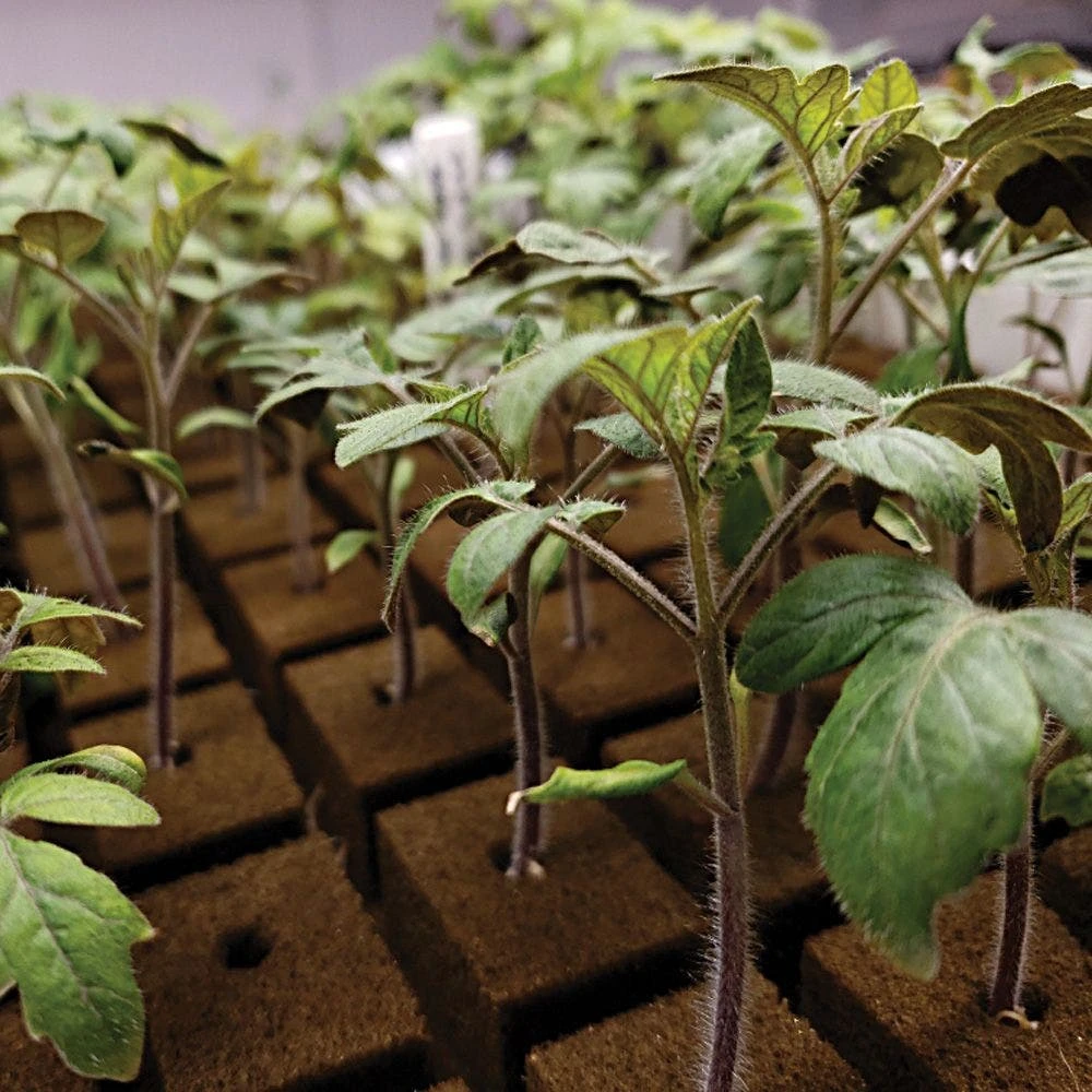 OASIS Grower Solutions Rootcubes, 104 Ct 7 OASIS Grower Solutions Rootcubes, 104 Ct - Image 5