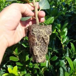 Propagation Trays, 105 Cells, Case Of 25 Trays By RootMaker -Amleos rm18 1 3