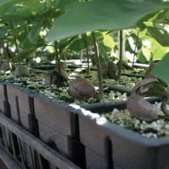 Propagation Trays, 105 Cells, Case Of 25 Trays By RootMaker -Amleos rm18 2 3