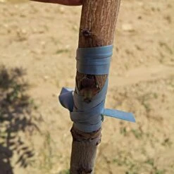 Budding/Grafting Strips, Rubber, .020-Gauge, 8in X 3/8in, 12lb Case -Amleos rs41910 1 3 2