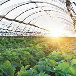 Greenhouse Grow Film, UVAIRAD Sunsaver, Clear, 28ft Width, 4-Year, 6mil By Ginegar