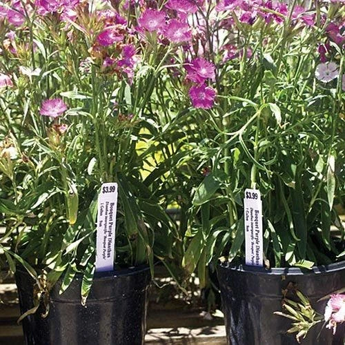 Hot-Stamp Printer Styrene Pot Stakes, 3/4in X 6in, Yellow, Roll Of 1,000 Stakes 5 Hot-Stamp Printer Styrene Pot Stakes, 3/4in X 6in, Yellow, Roll Of 1,000 Stakes - Image 3