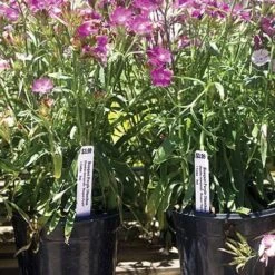 Hot-Stamp Printer Styrene Pot Stakes, 3/4in X 6in, Pink, Roll Of 1,000 Stakes -Amleos sp326 6p 2