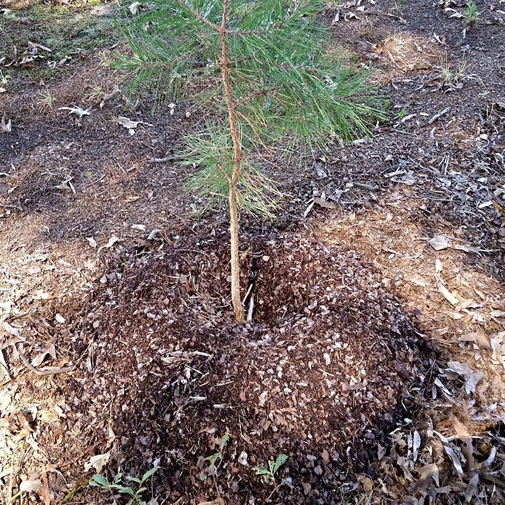 Plant Hydration System, Round, 24in Diameter, By Tree Diaper 4 Plant Hydration System, Round, 24in Diameter, By Tree Diaper - Image 2