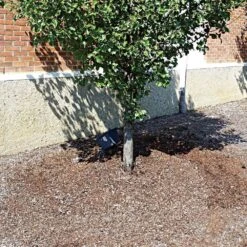 Plant Hydration System, Round, 48in Diameter, Landscaper Pro 6-Pack By Tree Diaper -Amleos td48 6 1