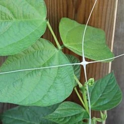 Trellis Netting, 5ft Height X 328ft Length By Hortonova -Amleos tn5328 9