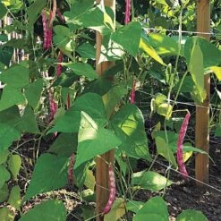 Trellis Netting, 6-1/2ft Height X 100ft Length By Hortonova -Amleos tn6100 16