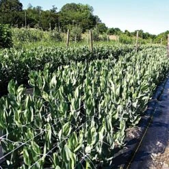 Trellis Netting, 6-1/2ft Height X 100ft Length By Hortonova -Amleos tn6100 19