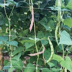 Trellis Netting, 6-1/2ft Height X 100ft Length By Hortonova -Amleos tn6100 3