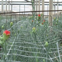 Trellis Netting, 6-1/2ft Height X 100ft Length By Hortonova -Amleos tn6100 6