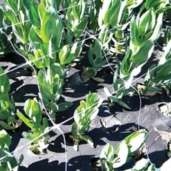 Trellis Netting, 6-1/2ft Height X 30ft Length By Hortonova -Amleos tn630 17