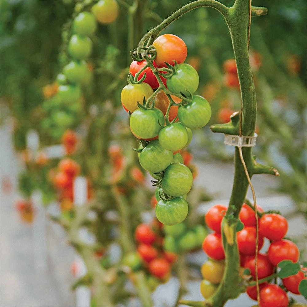 Tomato Clips, 23 Mm, 250 Count 4 Tomato Clips, 23 Mm, 250 Count - Image 2