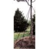 Bulk Tree Stake Kit With 6ft Straps By Lawson -Amleos ts616