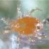 Triple Threat Mite Predators, 1,000 Count -Amleos ttmite1k