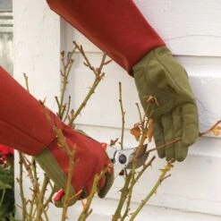 Rose Gloves, Thorn-Proof Suede, Ruby Red With Olive Palms, Unisex By West County -Amleos vp 054 10