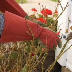 Rose Gloves, Thorn-Proof Suede, Ruby Red With Olive Palms, Unisex By West County -Amleos vp 054 4