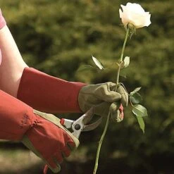 Rose Gloves, Thorn-Proof Suede, Ruby Red With Olive Palms, Unisex By West County -Amleos vp 054 5