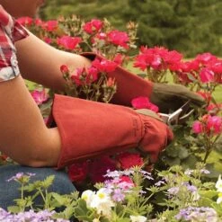 Rose Gloves, Thorn-Proof Suede, Ruby Red With Olive Palms, Unisex By West County -Amleos vp 054 7