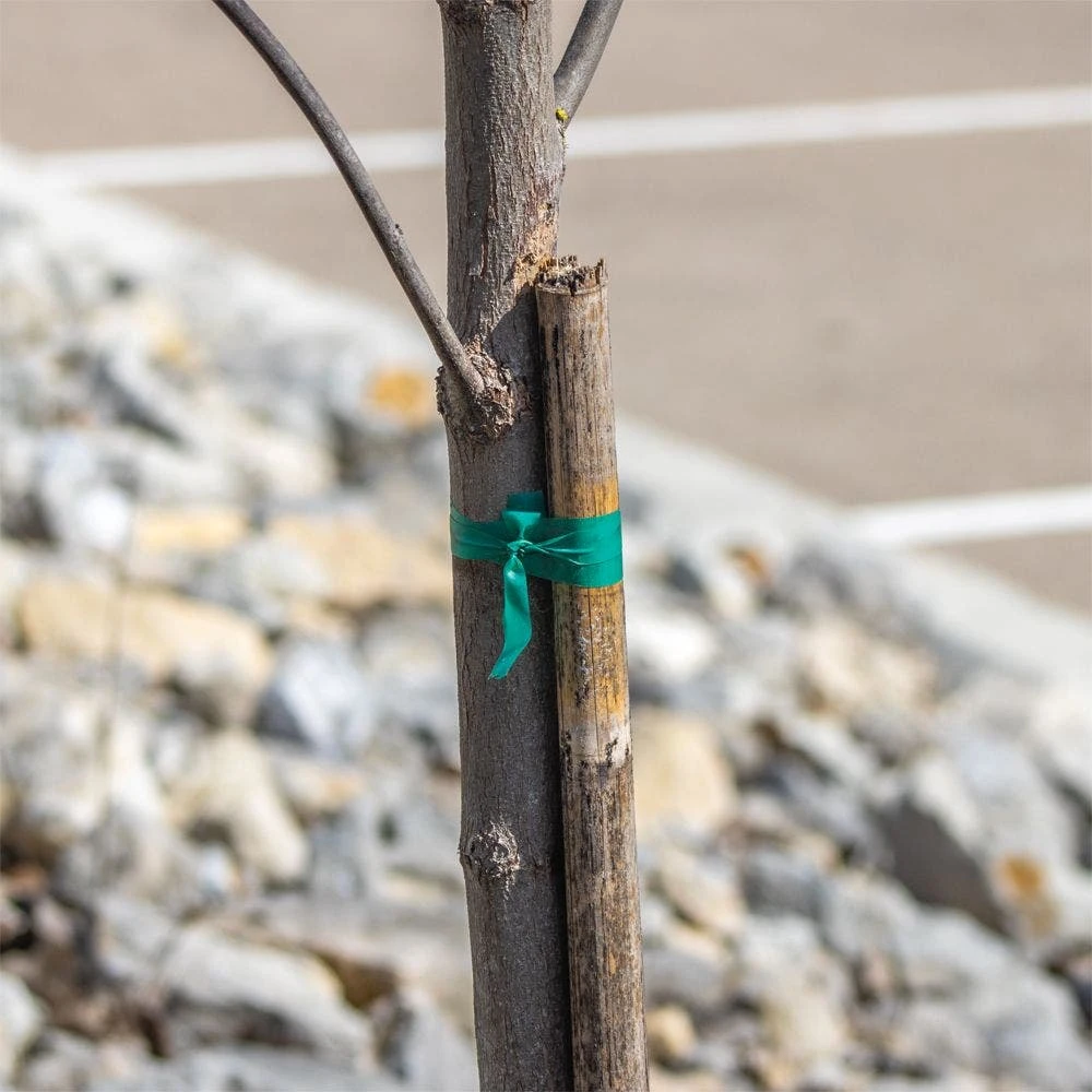 Plant Tie Ribbon 5 Plant Tie Ribbon - Image 3