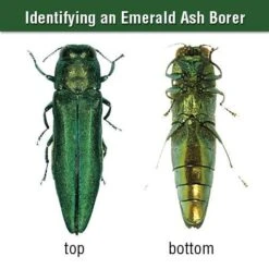 AceCap® Insecticide Systemic Tree Implants -Amleos vp acxx 4
