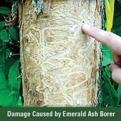 AceCap® Insecticide Systemic Tree Implants -Amleos vp acxx 5