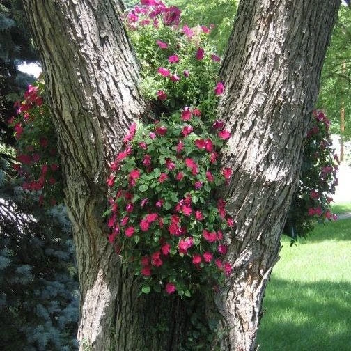 Al's Original Flower Pouch 9 Al's Original Flower Pouch - Image 7