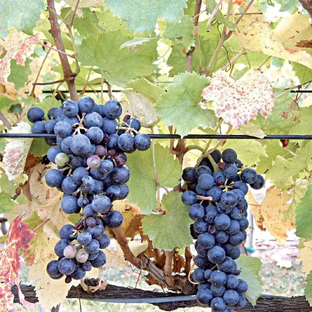 DuraLine Monofilament Trellis Line 4 DuraLine Monofilament Trellis Line - Image 2