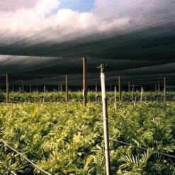 Amleos -Amleos vp ks 1