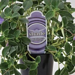 Sunlight Requirement Portrait Tags Pack Of 25 -Amleos vp mc33xx 5