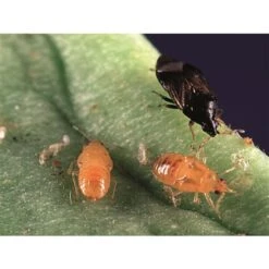 BioBee BioOrius Thrip PLUS Control