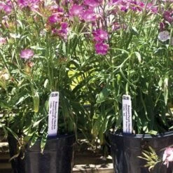 Customizable Pot Stakes, 3/4in Wide -Amleos vp sp32xd 2