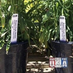 Hot-Stamp Printer Pot Stakes 7 Hot-Stamp Printer Pot Stakes -Amleos vp sp3 2