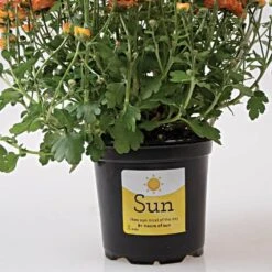 Sunlight Requirement Adhesive Labels 4 In X 2 In -Amleos vp ul20xx 4