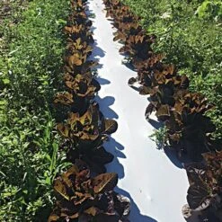 White/Black Mulch Film, 1 Mil, 60" X 4000' -Amleos wb481 2 2