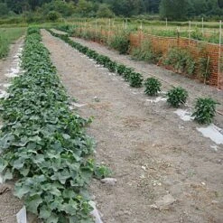 Organic Biodegradable Paper Mulch, 3ft Width X 250ft Length -Amleos wg36250f 7