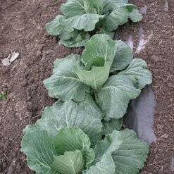 Organic Biodegradable Paper Mulch, 4ft Width X 100ft Length -Amleos wg48100f 4