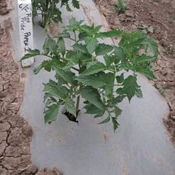 Organic Biodegradable Paper Mulch, 4ft Width X 500ft Length -Amleos wg48500f 3